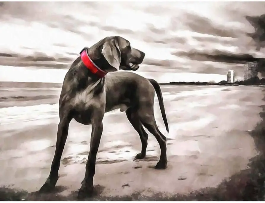 an elegant grey weimaraner dog runs effortlessly across a beach chasing a stick, its graceful movement complementing the vast blue ocean and sky.