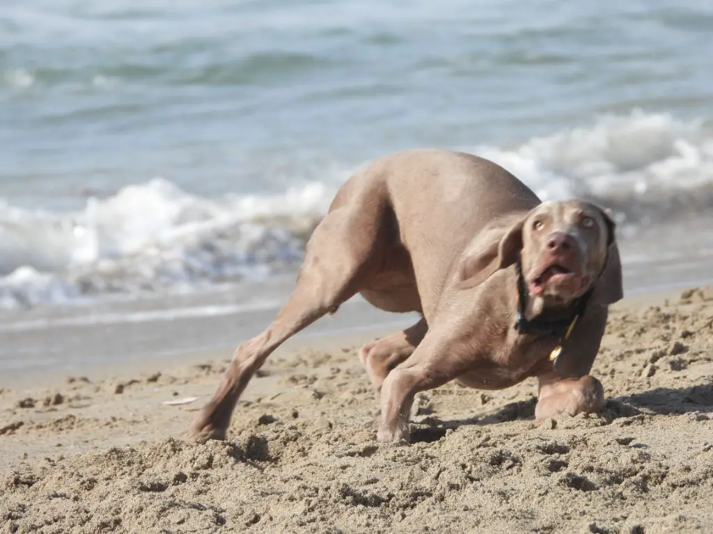 an elegant grey weimaraner dog runs effortlessly across a beach chasing a stick, its graceful movement complementing the vast blue ocean and sky.