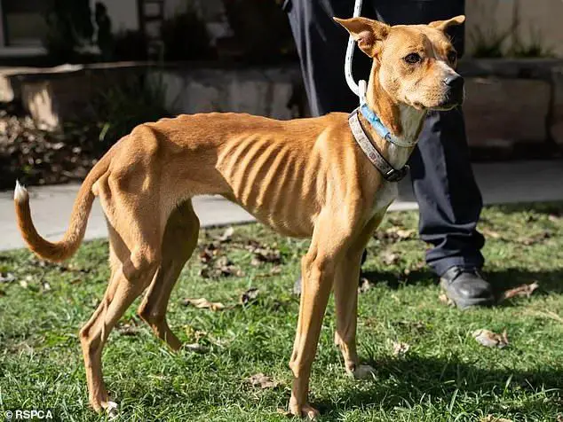 an emaciated dog with visible ribs and hips