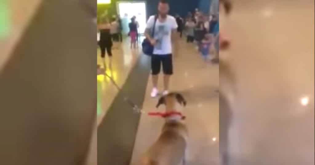 an emotional reunion between a dog and its owner after the dog's long journey home