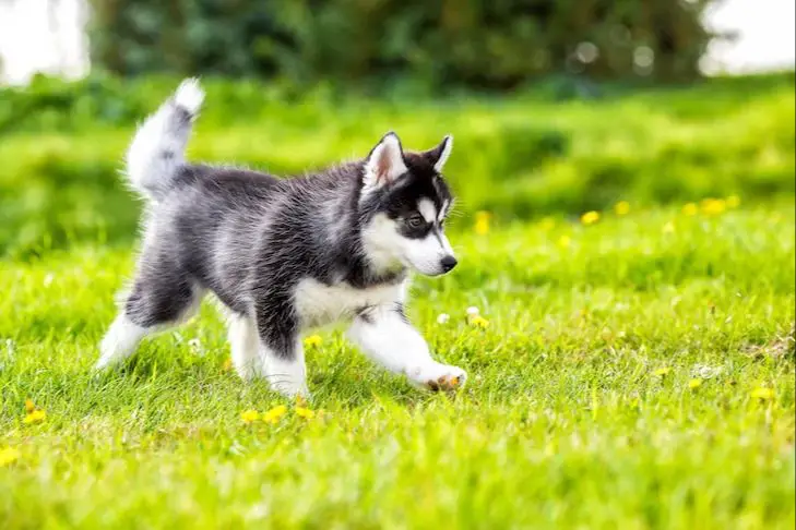 an energetic husky puppy