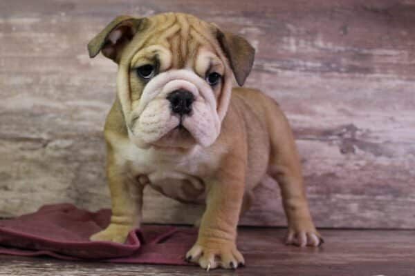 an english bulldog mix puppy with brown fur lies on its back.