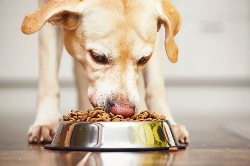 an fda inspector examining manufacturing equipment at a pet food facility