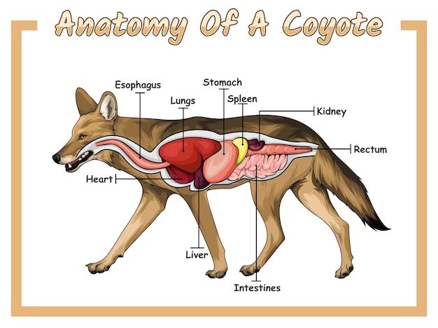 an illustrated diagram showing the anatomy of a dog.