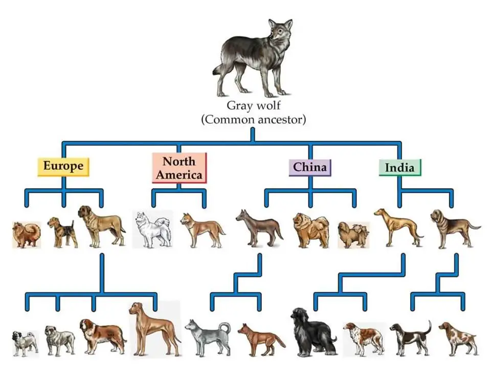 an illustration of a wolf evolved into a domestic dog over time.