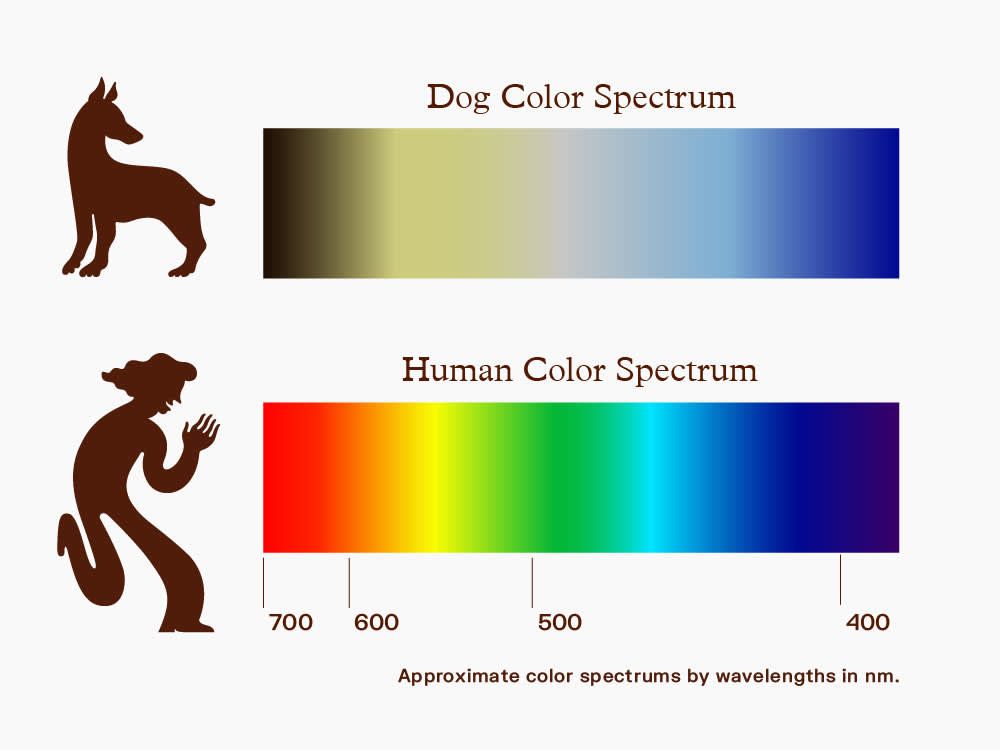 an illustration showing the limited color spectrum dogs can see.