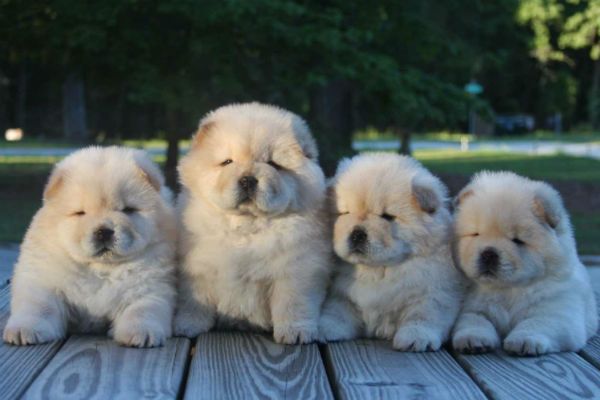 an image of a chow chow puppy