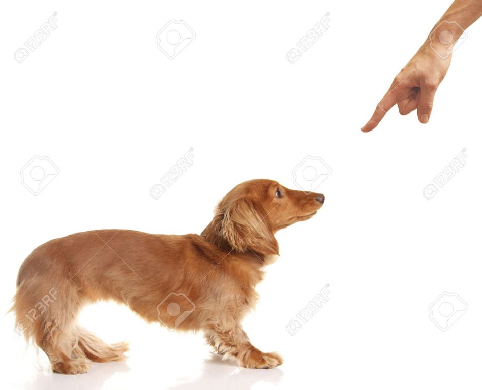 an image of a dog being disciplined by its owner