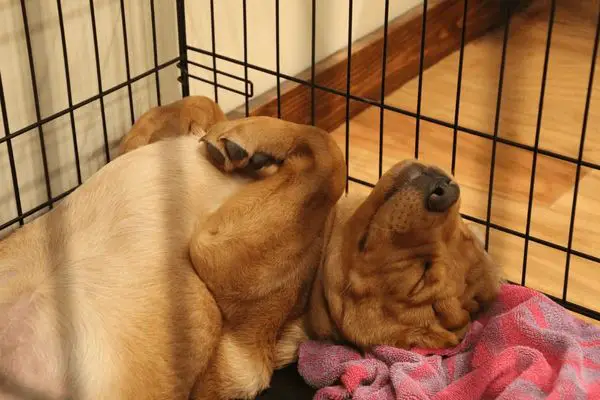 an image of a dog contentedly sleeping in an enclosed dog crate