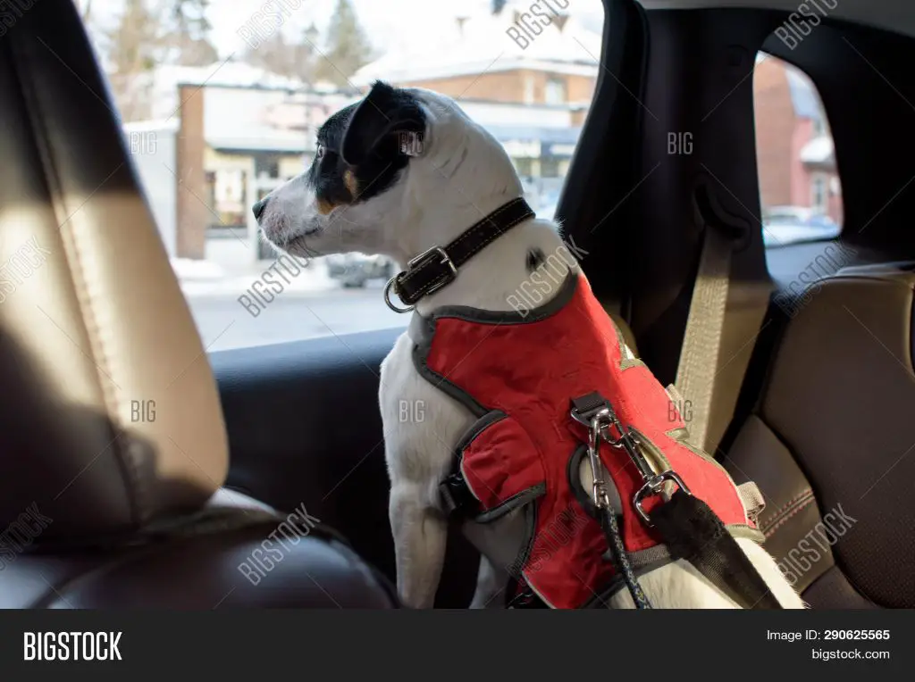 an image of a dog looking happily out the window while secured in a dog seatbelt