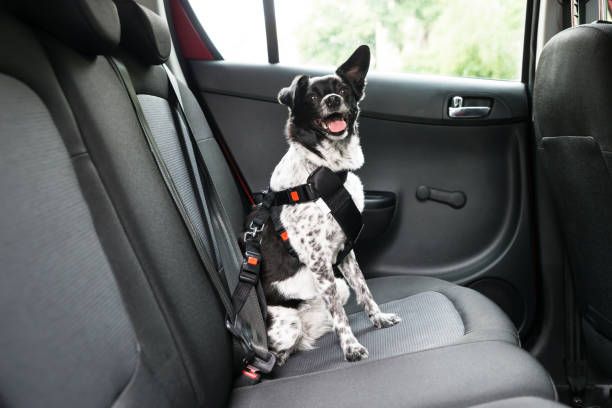 an image of a dog wearing a seatbelt harness while sitting in the backseat of a car