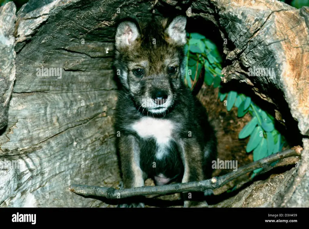 an image of a furry wolf pup peering out of a dark den