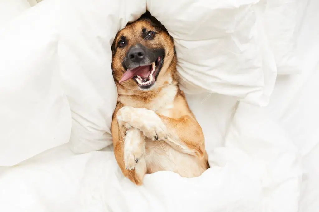 an image of a happy dog resting in a cozy doghouse filled with blankets