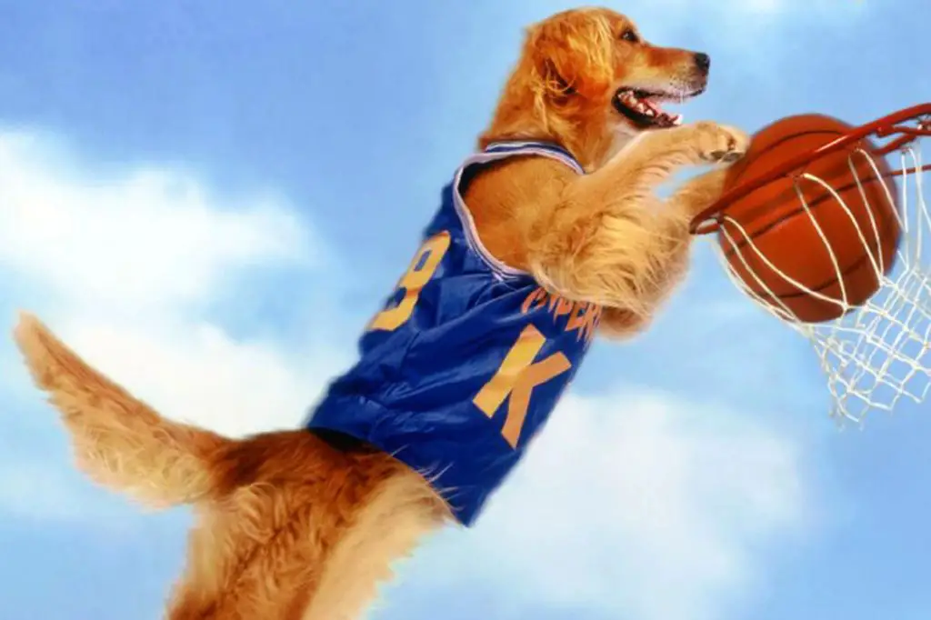 an image of a new air bud dog actor