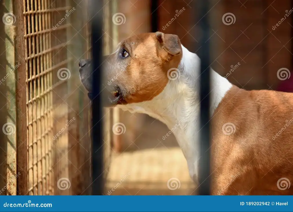 an image of a pit bull behind bars