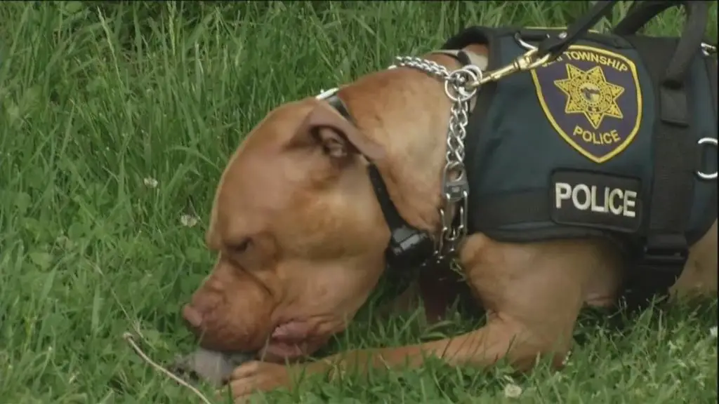 an image of a pit bull police dog