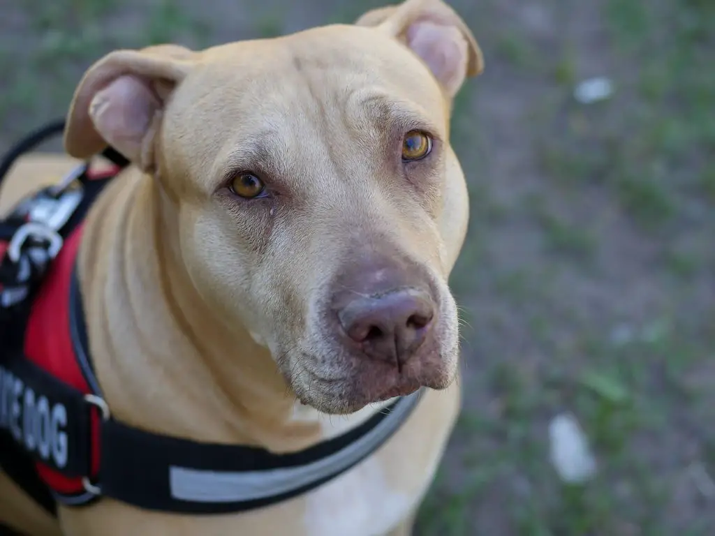 an image of a pit bull service dog