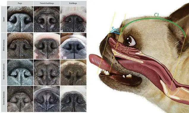 an image of a pug with breathing issues