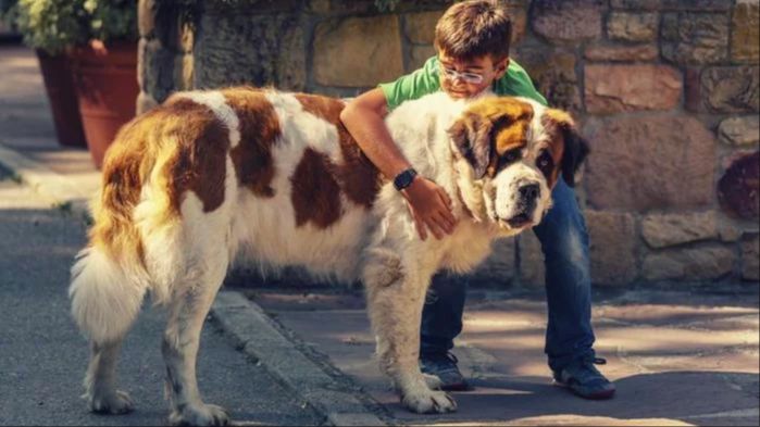 an image of a trainer working with one of the cujo dogs 