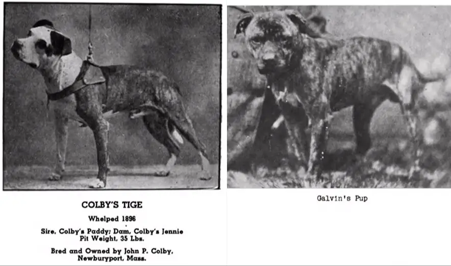 an image of an early colby pit bull bloodline dog