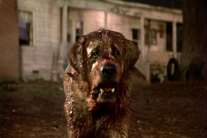 an image of cujo the dog