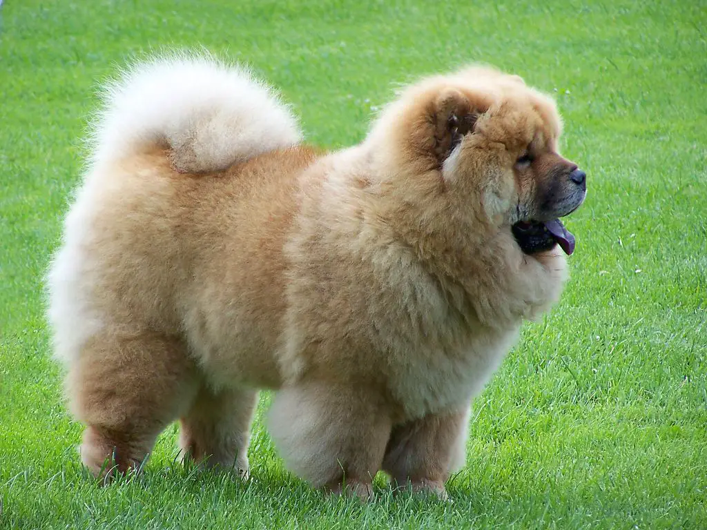 an image of modern chow chow show dogs