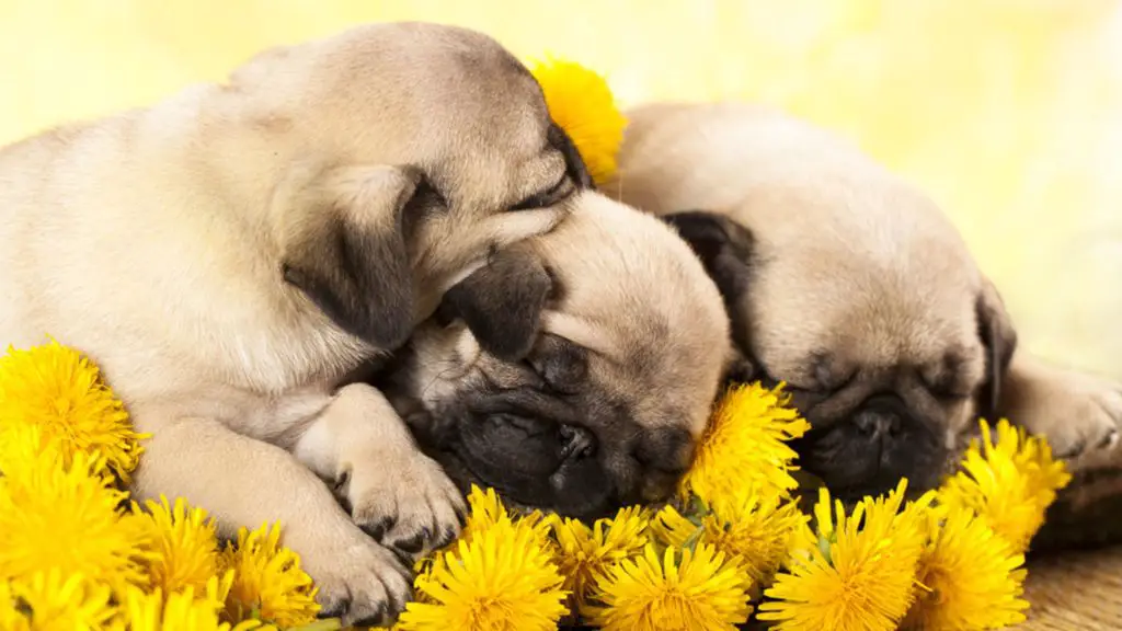 an image of modern-day pug puppies