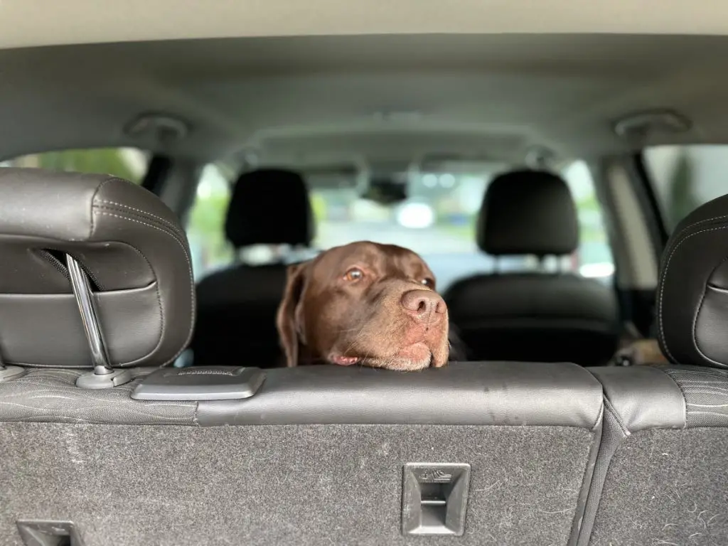 an image of someone training a dog to sit calmly in a car with the door open