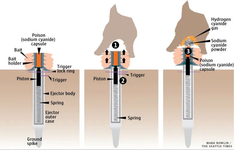 an image of the cyanide trap that killed the dog casey