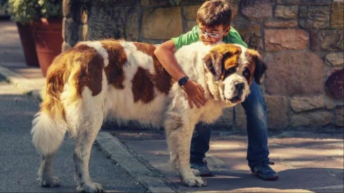an image of the dogs who played cujo