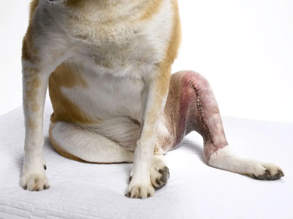 an image of the injuries to the dog