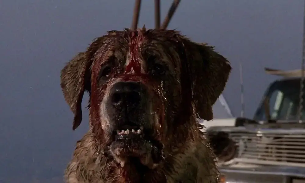 an image of the main cujo dog, mushroom, on set