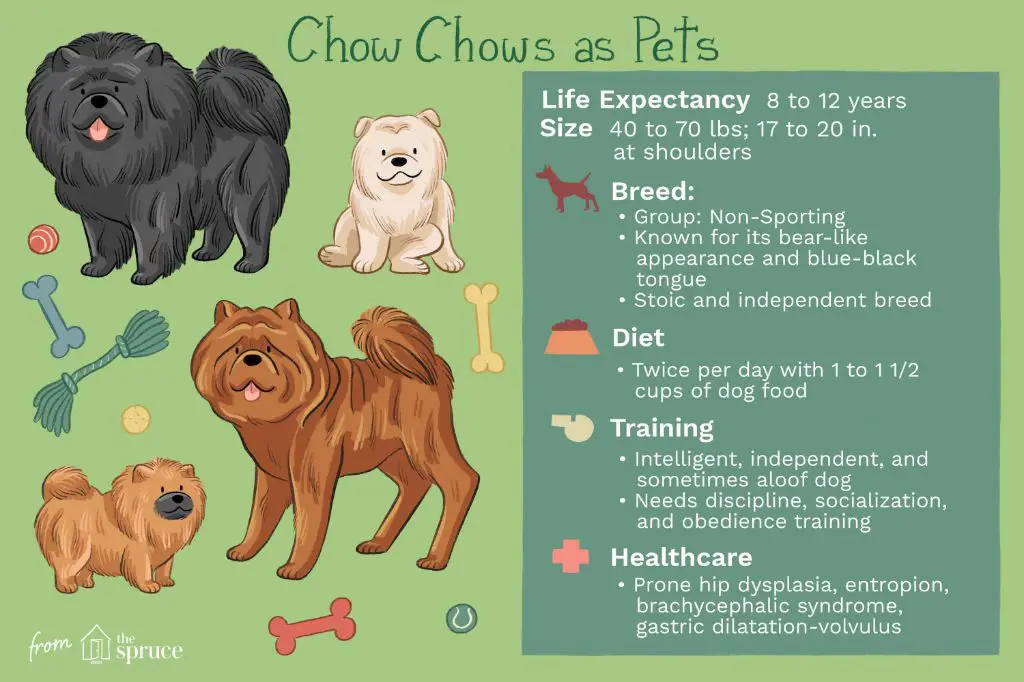 an image showing the physical features of a chow chow dog