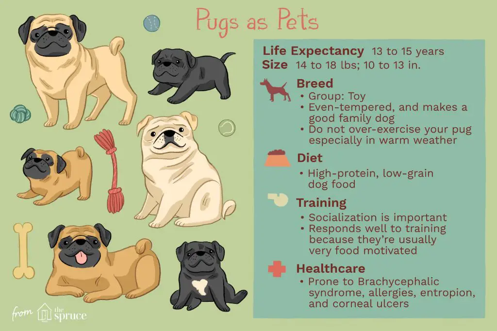 an image showing the physical features of a pug
