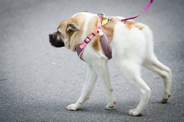 an inbred puppy with physical deformities