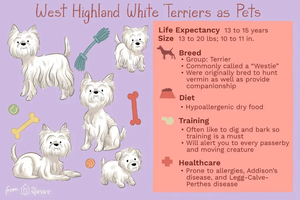 an info graphic with facts about the west highland white terrier breed