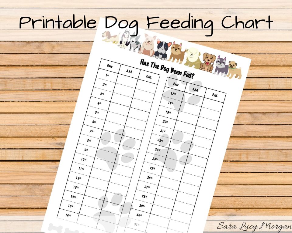 an information sheet listing a dog's feeding schedule and dietary needs.