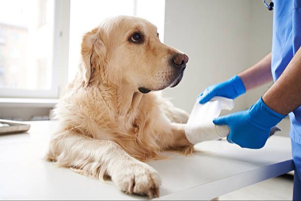 an injured dog with bandages