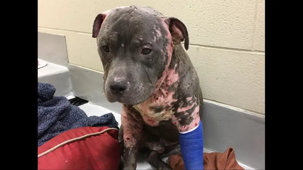 an injured pit bull after a dog fight.