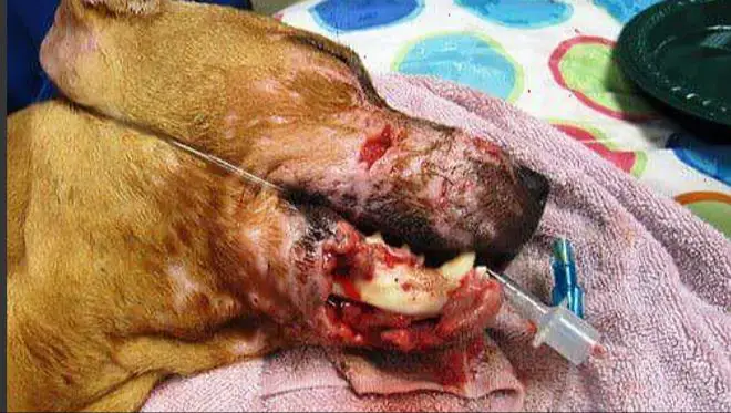 an injured pit bull with bloody wounds