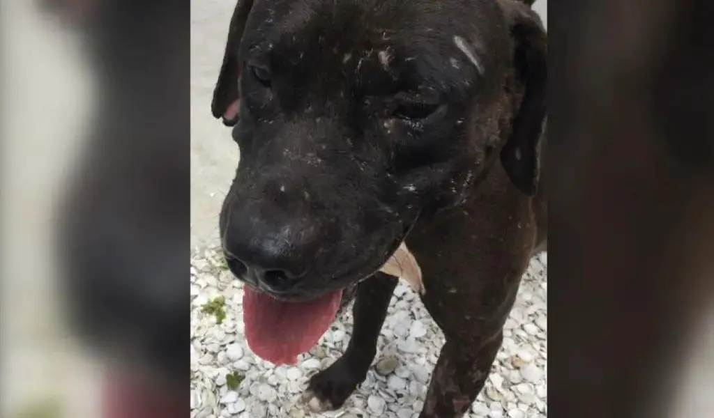 an injured pitbull mix rescued from a dogfighting operation