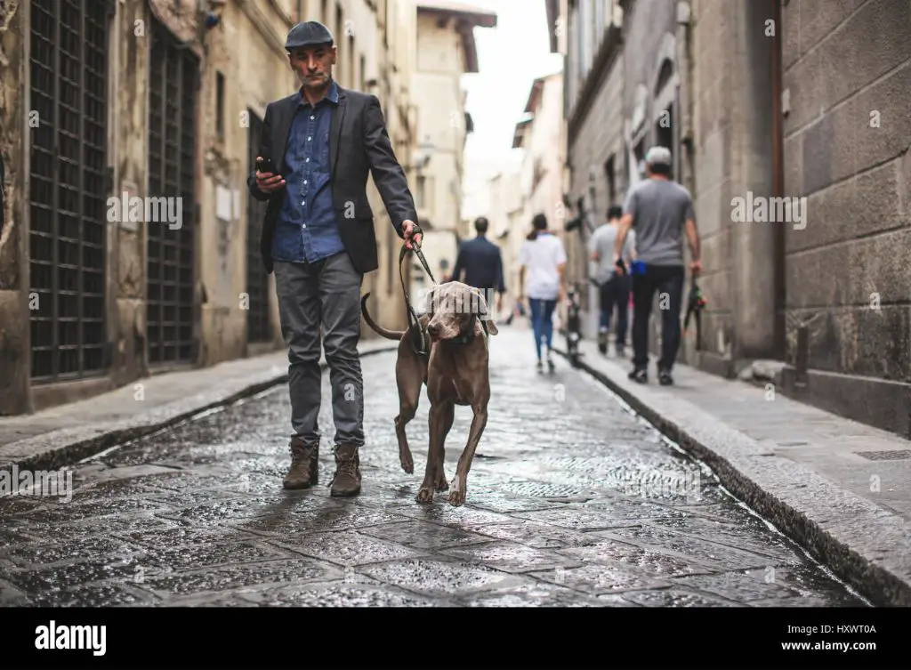 an italian man walking his small dog on a leash down a street.