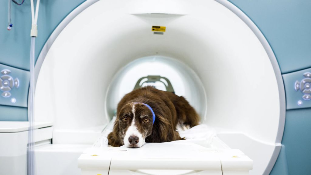 an mri machine used for scanning dogs