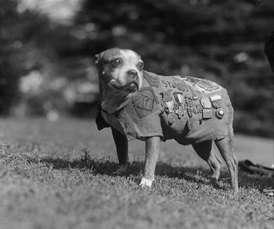 an old war photo of a small dog