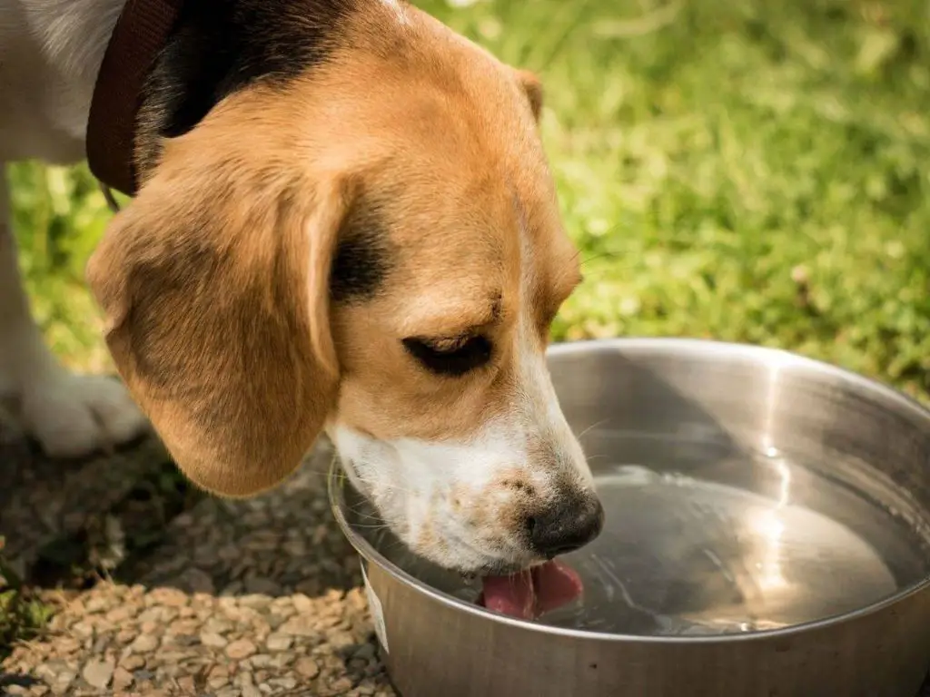 an older dog drinking from a water bowl