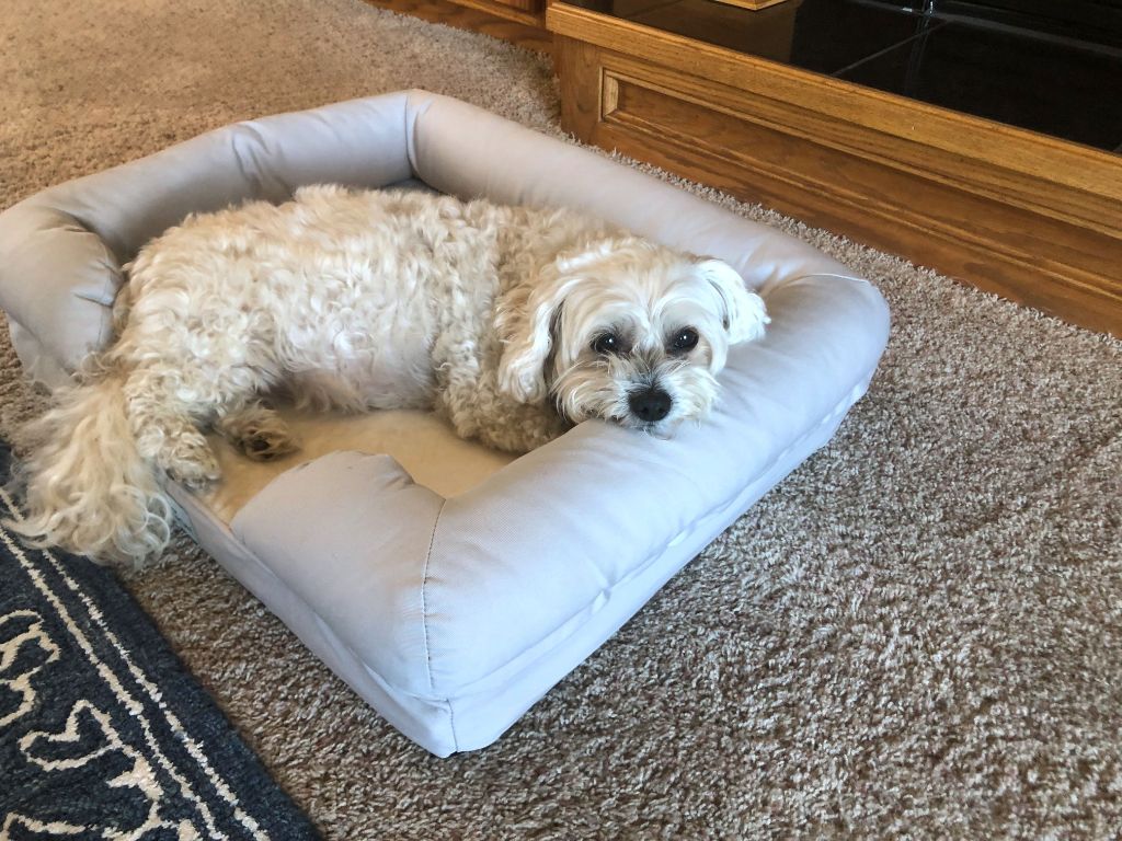 an older dog resting comfortably in a dog bed