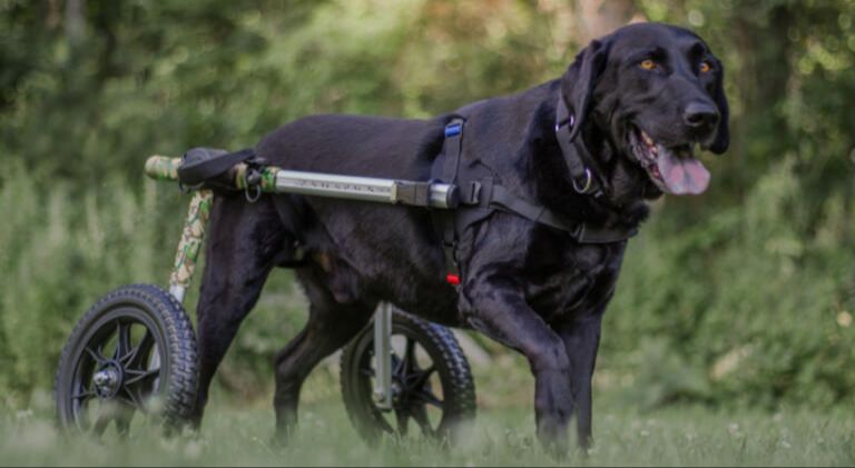 an older dog with mobility limitations squatting to urinate.