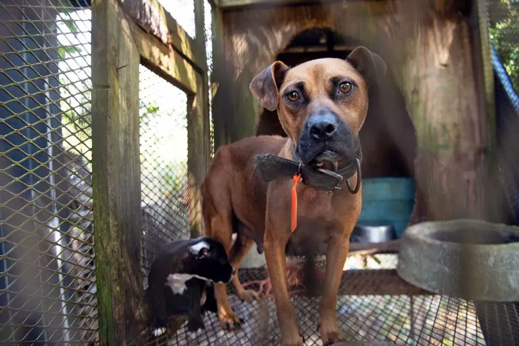 an organization rescuing dogs from an illegal dogfighting operation