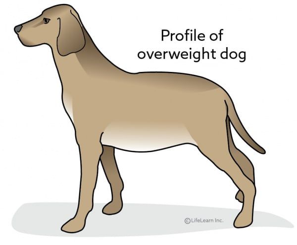 an overweight dog losing weight on prescription diet