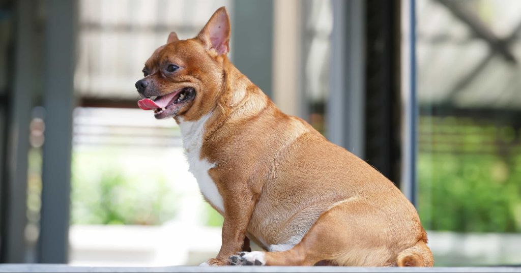 an overweight dog panting